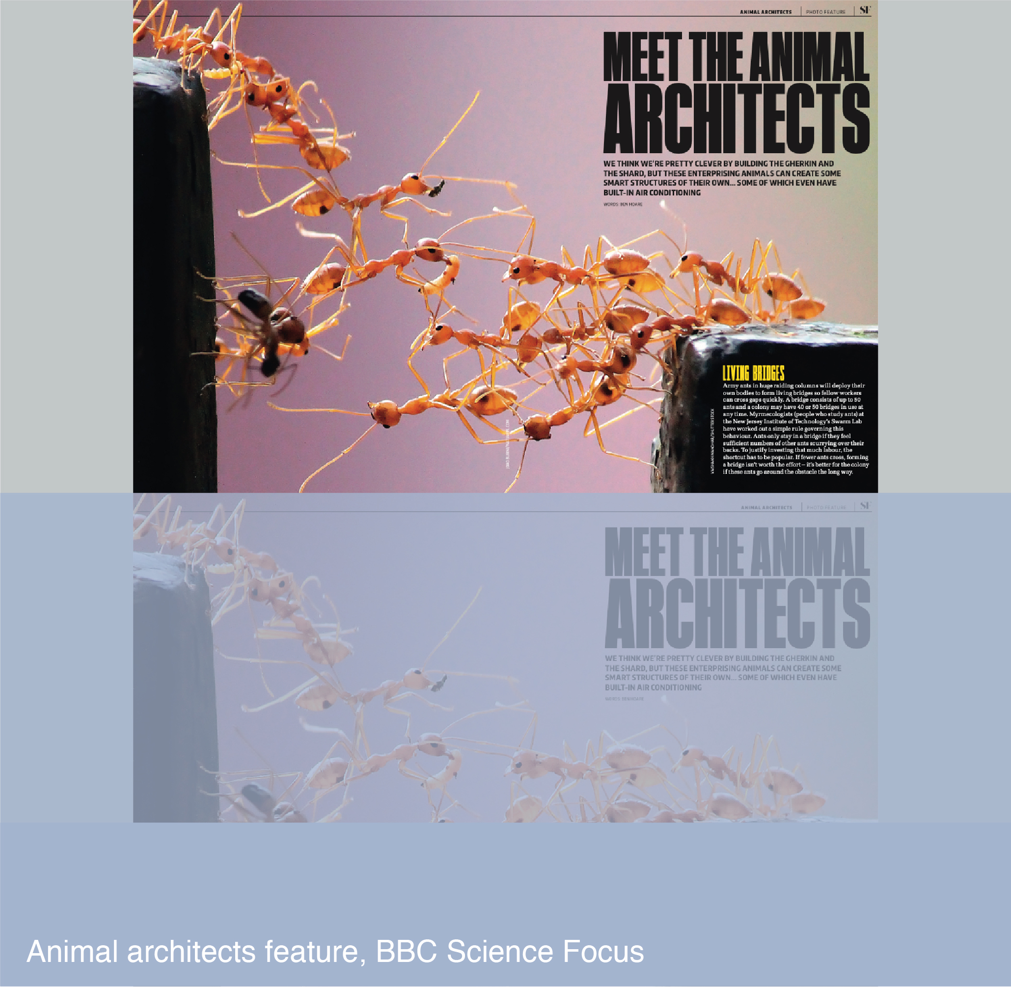 Animal architects feature for BBC Science Focus
