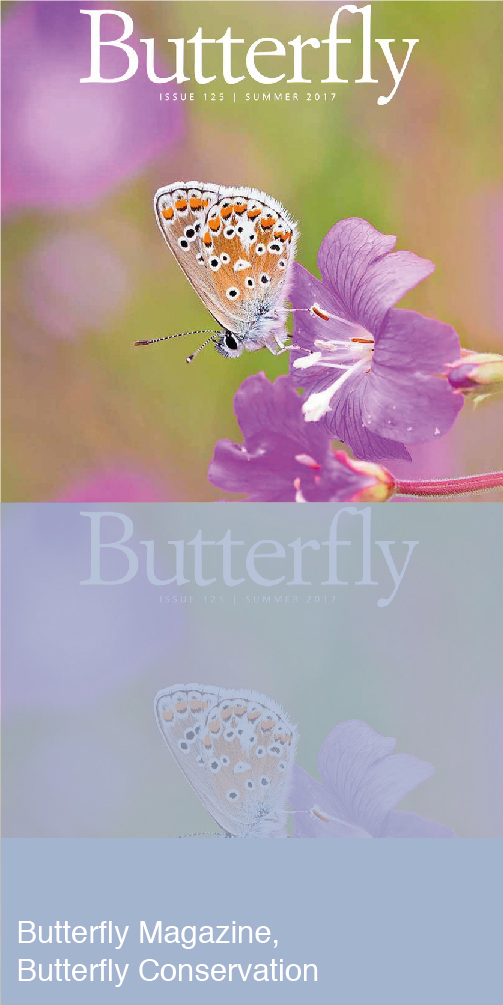 Butterfly Magazine Cover