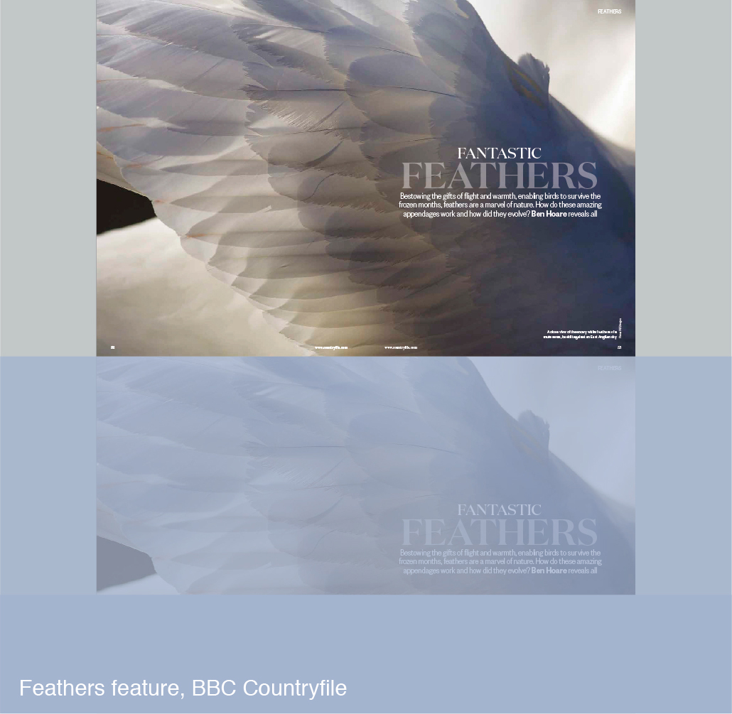 Feathers feature for BBC Countryfile
