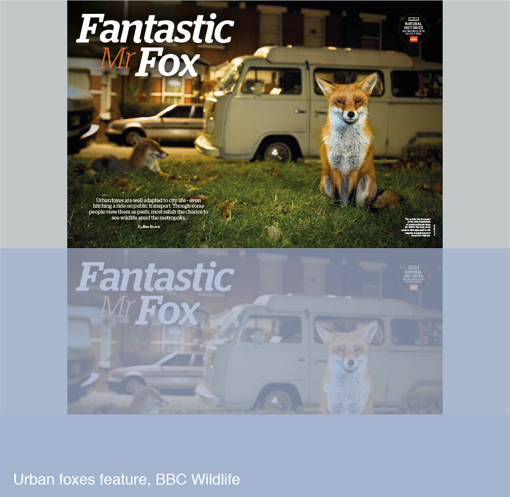 Urban foxes feature for BBC Wildlife