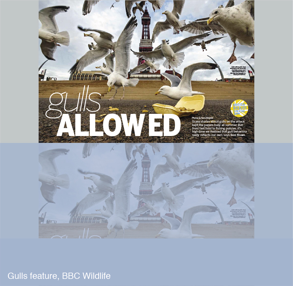 Gulls feature for BBC Wildlife