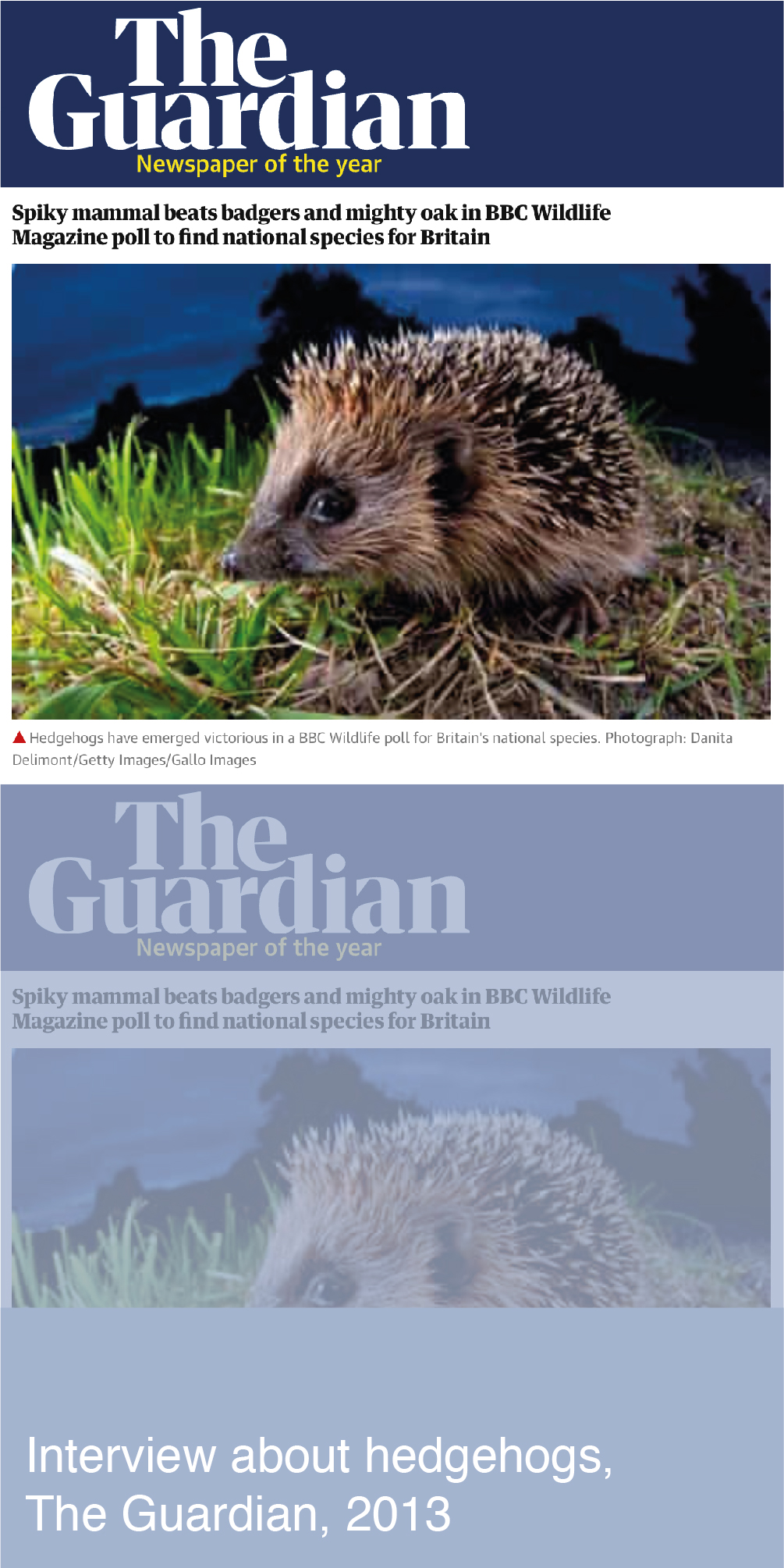Interview about Hedgehogs, The Guardian