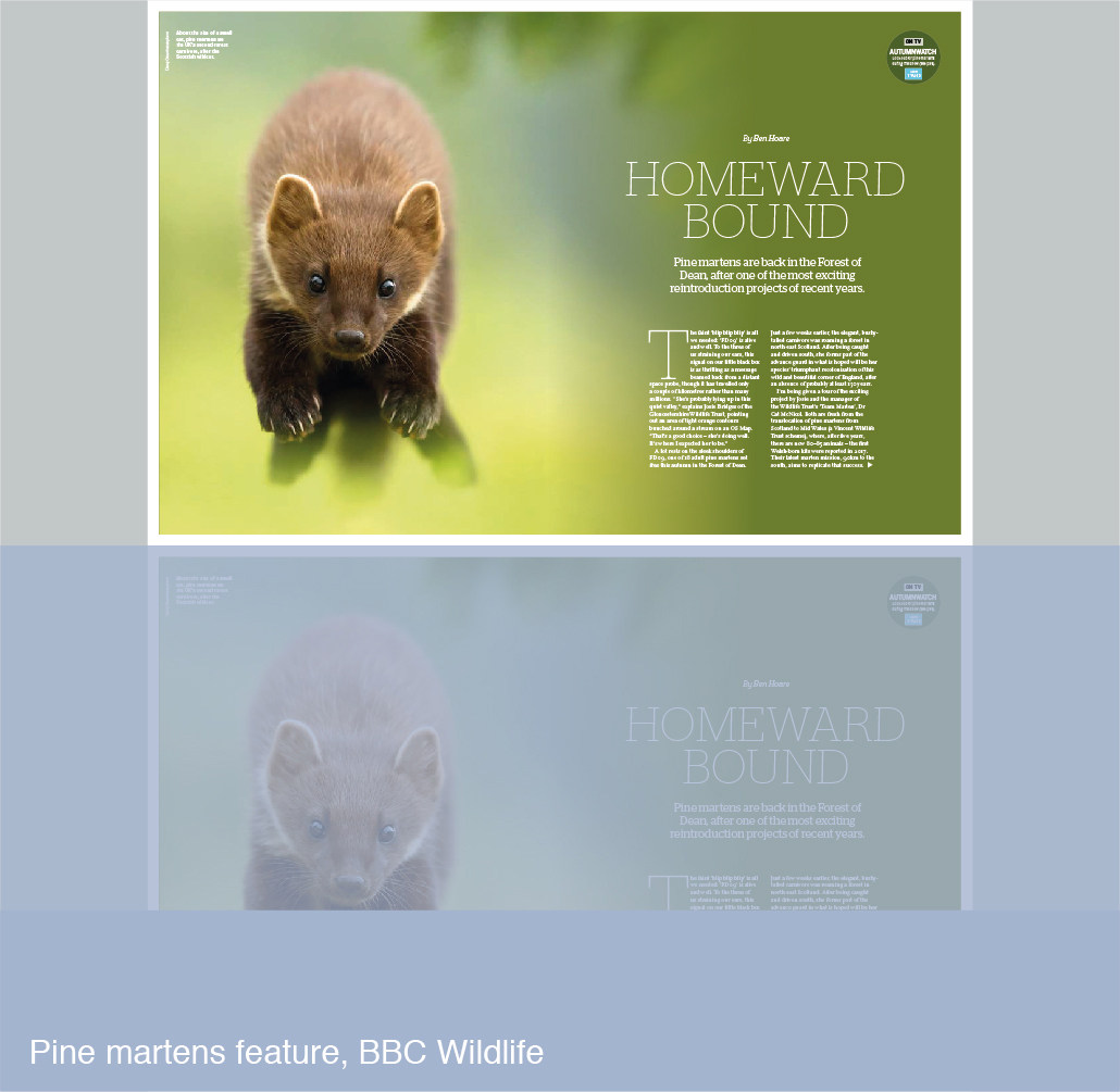 Pine martens feature for BBC Wildlife