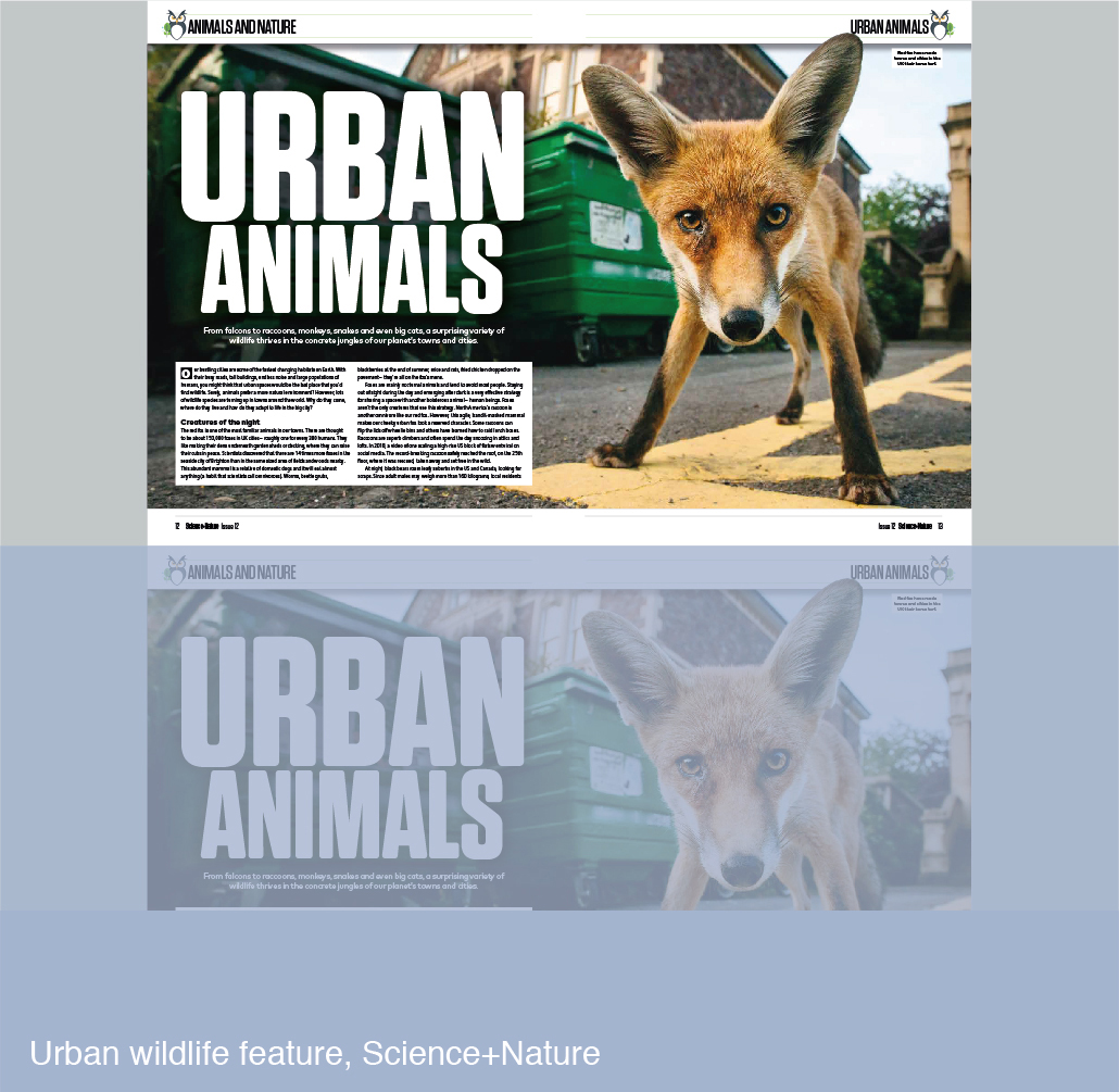 Urban Wildlife feature for Science+Nature